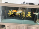 吉印刀鋒X魚(yú)缸增艷燈led燈照明防水紅龍增色燈鸚鵡魚(yú)發(fā)色燈rgb三基色 刀鋒xpro升級款 可定時(shí)丨調光 143cm 曬單實(shí)拍圖