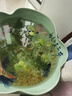 圓心萍水草組合懶人水草組合浮萍造景魚(yú)缸水芙蓉養魚(yú)養蝦凈化水質(zhì) 圓心萍 5 棵丨每顆獨立包裝（包活） 曬單實(shí)拍圖