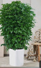 Only you【兩小時(shí)達】發(fā)財樹(shù)大型綠植花卉室內客廳辦公室生日開(kāi)業(yè)喬遷送禮 幸福樹(shù) 曬單實(shí)拍圖