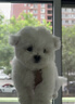 寵鮮萊純種比熊幼犬寵物狗狗活體小狗活物幼崽飛耳比熊小體小型犬 寵物級 公 曬單實(shí)拍圖