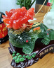 TICIFY貔貅白菜擺件金蟾皮丘家居客廳辦公桌收銀臺(tái)裝飾店鋪開(kāi)業(yè)禮品 納福霸王小號(hào) 曬單實(shí)拍圖
