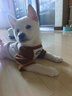 MIKI PAD寵物狗狗衣服冬季保暖柯基T恤小型犬幼犬貓咪衣服泰迪比熊雪納瑞 灰色棒球燙畫(huà)【棉質(zhì)護肚】 S胸圍37cm（建議4-6斤） 曬單實(shí)拍圖