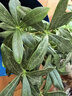 金邊瑞香盆栽濃香型老樁大苗帶花苞耐寒陽臺花卉植物室內(nèi)花年宵花 瑞香八年壯苗爆款苗【開花爆盆】原盆 曬單實(shí)拍圖