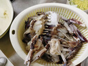 舟山梭子蟹鮮活特大野生大螃蟹新鮮冷凍海鮮水產(chǎn)海蟹飛蟹白蟹順豐 7-9兩/只【5斤凈重 特大肥壯】 曬單實(shí)拍圖