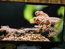 FFALCON雷鳥U6 27英寸4K QD-MiniLED辦公顯示器 HDR600 Type-C 65W 專業(yè)MAC模式 護眼認證 旋轉(zhuǎn)升降顯示屏 曬單實拍圖