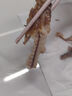 1號會員店冷凍舟山實心帶魚段(400g*3袋) 1.2kg 無內(nèi)臟 地理標(biāo)志 魚類生鮮 曬單實拍圖
