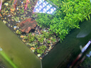 AMTRA TECHNIK德國安彩壁掛過濾器ex650魚缸過濾器烏龜?shù)退粌羲o音 EX650 標準版【內(nèi)含濾材】 曬單實拍圖