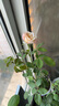 景郁春 JIRYUCUR玫瑰花苗特大花月季花苗綠植陽臺盆栽薔薇花苗紅雙喜源頭直發(fā) 曬單實(shí)拍圖