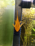 魚(yú)官兒漂亮寶貝燈鳉魚(yú)魔鬼刀黑羽毛玻璃貓鉆石彩虹鯽魚(yú)原生缸觀(guān)賞小魚(yú) 鉆石彩虹鯽5條（3cm+） 曬單實(shí)拍圖