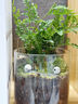 八芽趣味鮮活苔蘚微型景觀(guān)創(chuàng  )意室內桌面生態(tài)綠植盆栽盆景懶人好養植物 清境草原 帶玻璃杯 曬單實(shí)拍圖