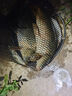 富源百川317二代綜合魚竿鯽魚竿鯉魚臺釣手桿釣魚桿碳素超輕超硬魚桿4.5m 曬單實拍圖