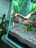 魚(yú)官兒清道夫工具魚(yú)除藻魚(yú)爬巖吸鰍小精靈黃金胡子小型熱帶觀(guān)賞魚(yú)清潔魚(yú) 小精靈1條（2.5-3cm） 曬單實(shí)拍圖