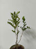 臨雅水培植物九里香盆栽桌面驅蚊綠植室內茉莉鮮花水養(yǎng)花卉懶人四季開 九里香【40-50】cm*1株 曬單實拍圖