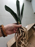 特價大盆君子蘭盆栽名貴國寶級花卉苗綠植物圓頭和尚室內(nèi)四季好養(yǎng) 01：【掌柜推薦】8-11片葉子+帶土 送肥料【不含盆】 曬單實拍圖