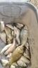 民間藝人蘆葦浮漂輕口高靈敏鯽魚(yú)加粗醒目魚(yú)漂鯉草混養魚(yú)漂羅非黑坑浮標 LB03底釣羅非兩目加粗尾 3號 曬單實(shí)拍圖
