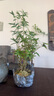 新中式附石異形米竹子盆栽綠植桌面書(shū)房茶室禪意裝飾花器擺件做舊 皺云藏雪+米竹 曬單實(shí)拍圖