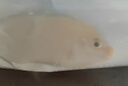 水財神三湖慈鯛活體馬鯛巖棲魚(yú)合集寵物魚(yú)淡水熱帶魚(yú)觀(guān)賞魚(yú)活體 非洲王子7-8cm1條裝 鯛魚(yú) 曬單實(shí)拍圖