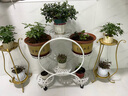 金魚吊蘭盆栽帶花苞大盆金魚花四季室內(nèi)客廳常青綠植物好養(yǎng)活花卉 精品金魚吊蘭大苗【蓮花瓷盆】 曬單實拍圖