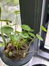 銅錢(qián)草水培盆栽室內室外花卉招財金錢(qián)草綠植吸甲醛綠植大葉子植物 土培水培銅錢(qián)草1盆帶葉子 曬單實(shí)拍圖