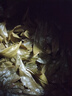 易槐堂碧螺春茶葉綠茶新茶罐裝無添加自己喝克散裝批發(fā) 500g 大罐裝 特級濃香 曬單實拍圖