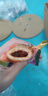 舸渡魷魚仔原味碳烤帶籽海鮮葷食零食大禮包休閑食品小吃解饞下酒宿舍 混合【買半斤送半斤】魷魚仔1斤 曬單實拍圖