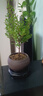 八芽 小葉赤楠盆景擺件室內(nèi)綠植花卉盆栽老樁客廳辦公室桌面好養(yǎng)植物 （【熱銷款】舍得紫砂盆赤楠+苔蘚+底座） 曬單實拍圖