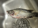 鮮活沖浪河鱸魚400-500g/條 曬單實(shí)拍圖