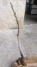 CHUANGSHIJI嫁接薄紙皮文玩核桃特大果樹(shù)苗當年結果核桃樹(shù)苗樹(shù)幼苗南北方種植 薄豐一號5年結果苗） 80cm(含)-89cm(含) 曬單實(shí)拍圖