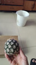 國(guó)產(chǎn)黑鉆鳳梨云南牛奶鳳梨新鮮水果手撕鳳梨非菠蘿 1粒裝 單果500-650g 曬單實(shí)拍圖