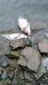 鰱鳙小藥餌料浮釣鰱鳙手桿專(zhuān)用鰱魚(yú)花白鰱開(kāi)口劑酸臭型誘食添加劑 1瓶【狂釣大鰱鳙】加濃款 曬單實(shí)拍圖