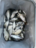佳釣尼（JIADIAONI）魚(yú)竿包硬殼桿包傘包一體收納漁具釣竿專(zhuān)用釣魚(yú)防水130*10*10 曬單實(shí)拍圖