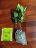 小盆梔子花盆栽四季開花部分帶花苞室內(nèi)綠蘿水培花卉綠植物 低配款：15-20cm【2株】當(dāng)年少量開花 濃香型梔子花【帶花苞】10天開花 曬單實拍圖