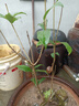 桂花樹(shù)苗盆栽室內四季桂花卉植物金桂丹桂庭院大樹(shù)濃香型綠植開(kāi)花 四季桂花高50cm左右【原土球發(fā)貨】 曬單實(shí)拍圖