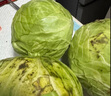 新鮮甘藍包菜卷心菜新鮮嫩綠蓮花白現(xiàn)摘現(xiàn)發(fā)早餐減脂 新鮮包菜 1.5-2斤 人工挑揀 曬單實拍圖