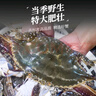 舟山梭子蟹鮮活特大野生大螃蟹新鮮冷凍海鮮水產(chǎn)海蟹飛蟹白蟹順豐 7-9兩/只【5斤凈重 特大肥壯】 曬單實(shí)拍圖