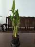 特價(jià)富貴荷花竹盆栽植物室內凈化空氣綠植辦公室桌面四季好養盆栽 荷花竹+節節高升盆+圓底座【1盆】 盆口直徑約8cm 曬單實(shí)拍圖
