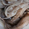 鴻順 深海大魷魚(yú) 1斤（2條裝） 鮮捕速凍 海鮮水產(chǎn) 燒烤食材 鐵板魷魚(yú) 曬單實(shí)拍圖