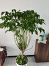 獨桿幸福樹(shù)叢生客廳室內好養花盆景綠植辦公室吸甲醛四季常青植物 精品幸福樹(shù)獨桿高1.3-1.5米（螺紋盆） 帶盆栽好 曬單實(shí)拍圖