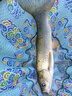 simago喜曼多全能腥全能香春季餌料秋冬季魚餌通用鰱鳙餌黑坑鯉鯽魚草鳊翹嘴黃尾魚野鯽魚通殺 青魚專殺200克 曬單實(shí)拍圖