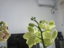 花點時間（Reflower）蝴蝶蘭盆栽帶花帶花苞綠植鮮花客廳辦公室裝飾擺件送長輩源頭直發(fā) 曬單實拍圖