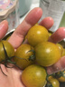順豐青甜青色小番茄3/5斤新鮮現摘綠色圣女果青甜2號綠色千禧當季 3斤 曬單實(shí)拍圖