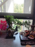 自然空間造型羅漢松盆栽樽禪倒山盆雙飄枝植物禮品+靜禪+155座 源頭直發(fā) 曬單實拍圖