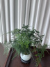 幼薇文竹盆栽植物室內綠化四季迷你辦公室綠植擺件桌面好養創(chuàng  )意小盆景 文竹+白色琉璃冰裂瓷盆+圓形底盤(pán) 帶盆栽好 曬單實(shí)拍圖