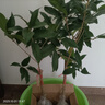 霖畔桂花樹(shù)苗盆栽四季開(kāi)花庭院綠化美觀(guān)室內外地栽大樹(shù)濃香型花卉綠植 狀元紅 6年苗開(kāi)花飽滿(mǎn) 曬單實(shí)拍圖
