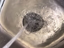 GuGuGo【德國】廚房水槽過濾網(wǎng)洗菜盆洗碗池下水器水池通用彈跳芯漏水塞 【304不銹鋼】廚房水槽漏水塞 蓄水防漏丨過濾防堵丨通用安裝 曬單實(shí)拍圖