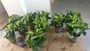 綠有意綠蘿盆栽除甲醛室內(nèi)好養(yǎng)花卉植物綠蘿批發(fā)辦公室新房裝修凈化空氣 120#綠加侖吸水盆10盆+4肥 帶盆帶土發(fā)貨 曬單實(shí)拍圖