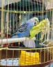 ANIMALOG鸚鵡鳥(niǎo)專(zhuān)用藥玄鳳虎皮牡丹腸炎拉稀腹瀉綠便感冒痢疾飼料常備 一盒裝 曬單實(shí)拍圖