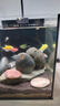 【京東物流】金晶超白玻璃魚缸 家庭一體缸辦公室桌面生態(tài)缸 超白黑背裸缸 長(zhǎng)20-寬20-高25cm[5mm]（高缸） 曬單實(shí)拍圖