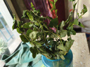 愛你一萬年茉莉花水培植物盆栽帶花苞辦公室內(nèi)面好養(yǎng)懶人鮮花綠植水養(yǎng)花卉 精品水培茉莉6年苗【3-5棵】+送營養(yǎng)液 與已有屬性重復(fù) 曬單實(shí)拍圖