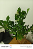 臨雅水培植物九里香盆栽桌面驅(qū)蚊綠植室內(nèi)茉莉鮮花水養(yǎng)花卉懶人四季開 九里香【40-50】cm*1株 曬單實(shí)拍圖